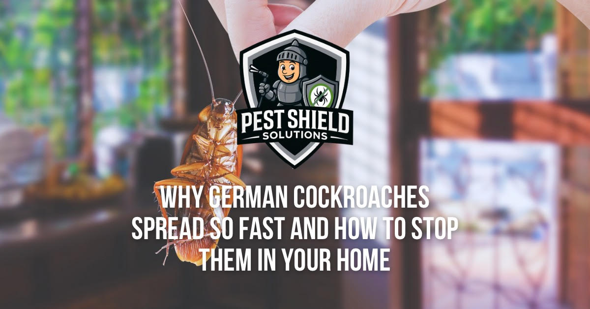 Why German Cockroaches Spread So Fast and How to Stop Them in Your Home